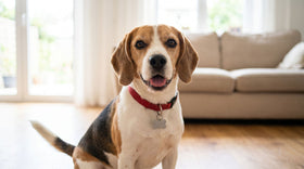 Beagle wearing one of our dog collars with a bone-shaped ID tag, looking at the camera at home