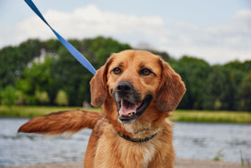 Leash training dogs: a happy dog on a loose leash ready for a calm walk