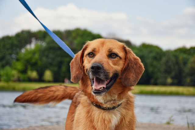 Leash training dogs: a happy dog on a loose leash ready for a calm walk