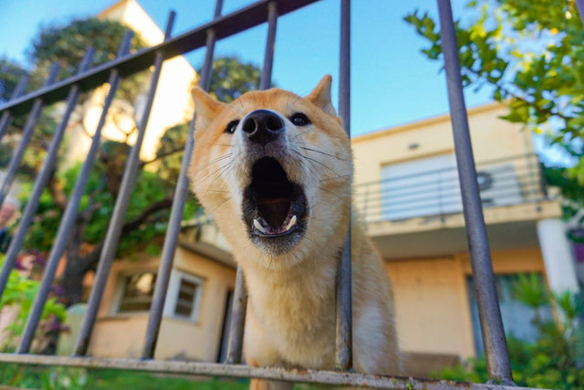Anti barking device for neighbor's dog: a dog barking through a fence at a house