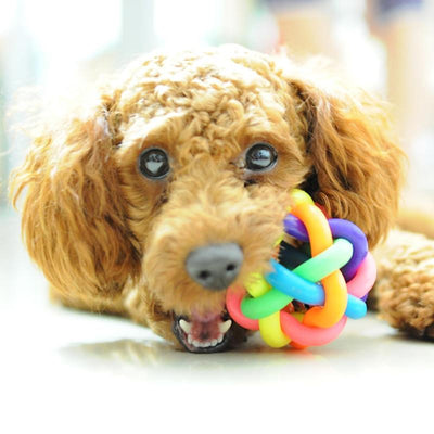 Colorful Dog Chewer - Dog's Love Store