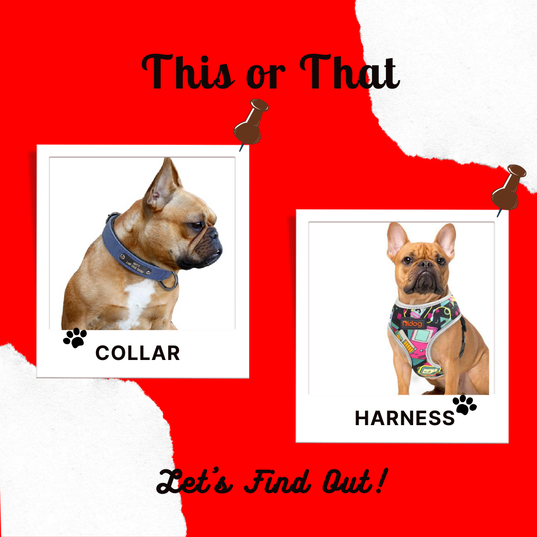 Is a Harness Better Than a Collar?