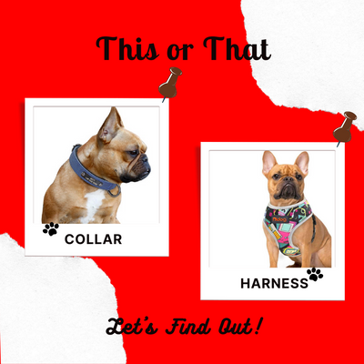 Is a Harness Better Than a Collar?