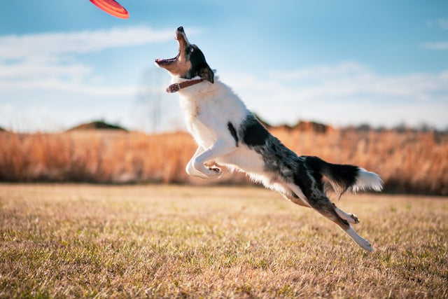 Agility training for dogs at home: an athletic dog leaping outdoors during a fun home session