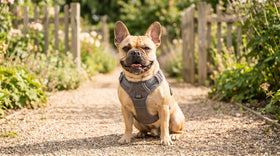 French Bulldog wearing a padded dog harness on a garden path - best dog harness for small dogs