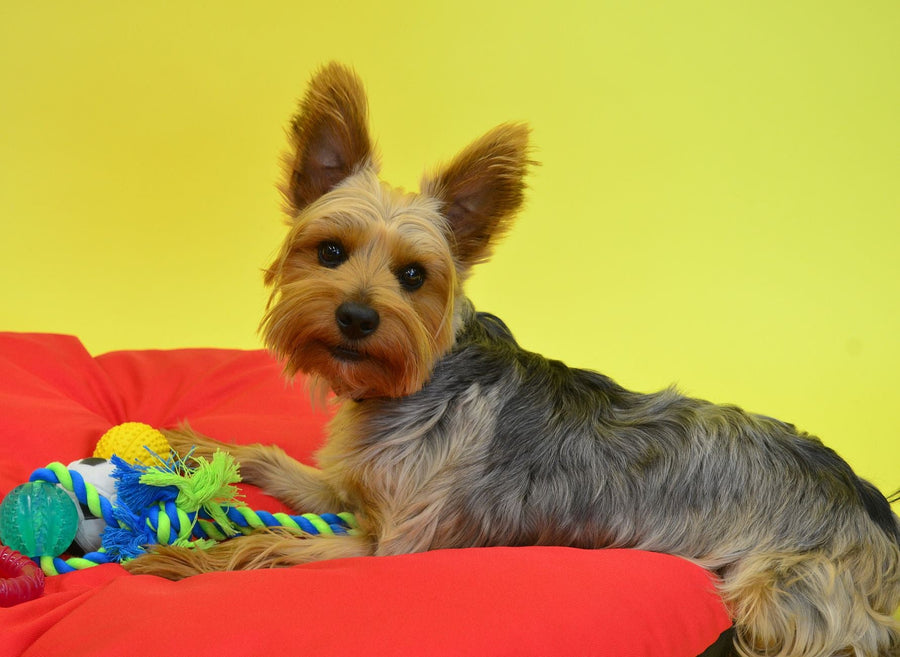Best toys for puppies - a puppy resting beside an assortment of dog toys