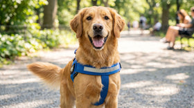 A dog wearing a well-fitted dog harness on a walk