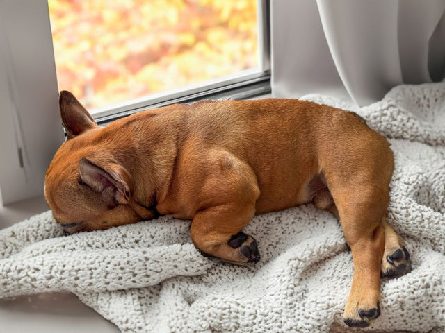 Crate training a puppy: a cosy French Bulldog puppy napping peacefully at home