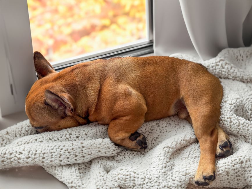 Crate training a puppy: a cosy French Bulldog puppy napping peacefully at home