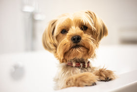 Small dog in a bathtub during an at-home dog grooming supplies routine