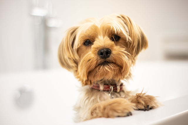 Small dog in a bathtub during an at-home dog grooming supplies routine
