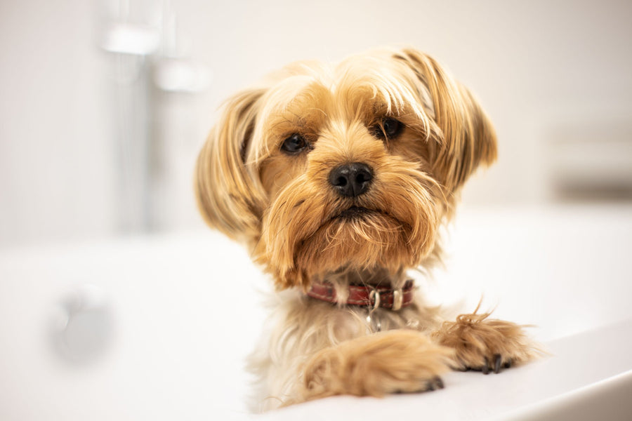 Small dog in a bathtub during an at-home dog grooming supplies routine