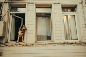 How to help a dog with separation anxiety: a calm dog at an open window