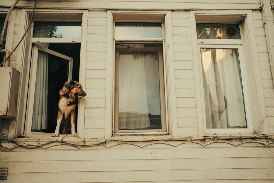 How to help a dog with separation anxiety: a calm dog at an open window