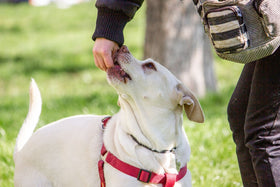 Dog training techniques: a Labrador gently taking a treat reward from its owner