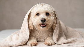 Freshly bathed dog wrapped in a soft towel — how often to bathe a dog guide