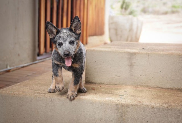 How to train a puppy at home: a happy blue heeler puppy standing on the steps