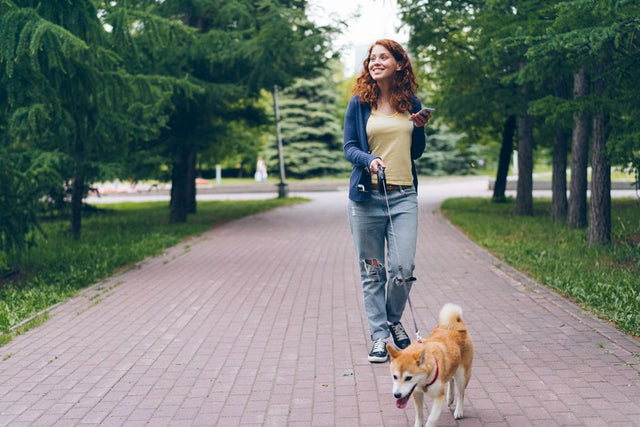 How to train a reactive dog: a relaxed dog on a loose-leash walk in a leafy park