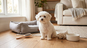 White Maltese dog sitting at home with its accessories - a soft bed, grooming brush, plush toy and bowl