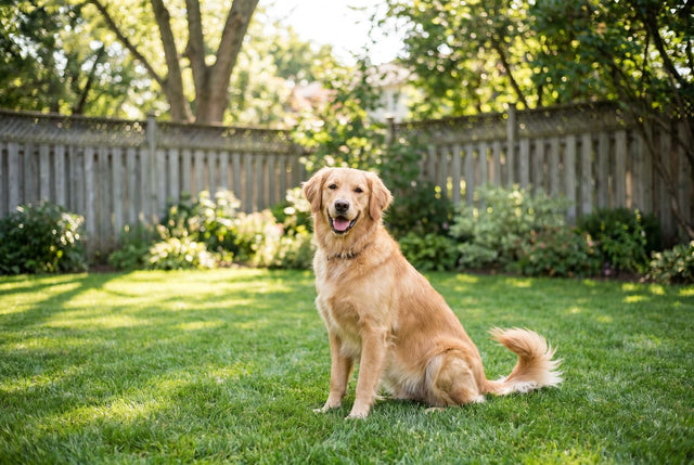 Happy dog in a sunny back garden — outdoor anti barking device guide