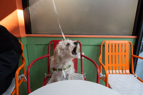 Do anti barking devices work? A small dog barking on a colourful cafe chair.
