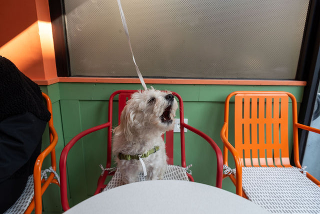 Do anti barking devices work? A small dog barking on a colourful cafe chair.