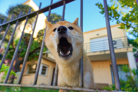 Anti barking device for neighbor's dog: a dog barking through a fence at a house