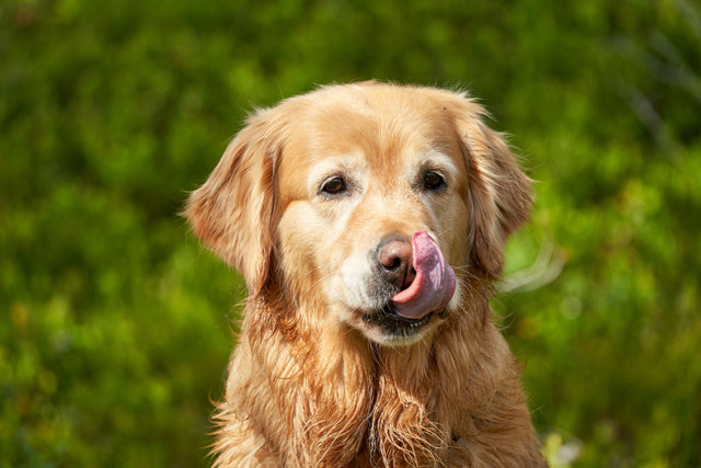 Happy golden retriever licking its nose, illustrating a slow feeder dog mat guide