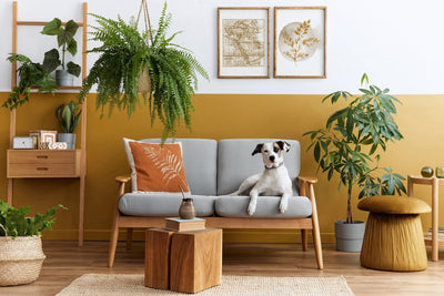 Home Accessories Collection | Dog's Love Store.