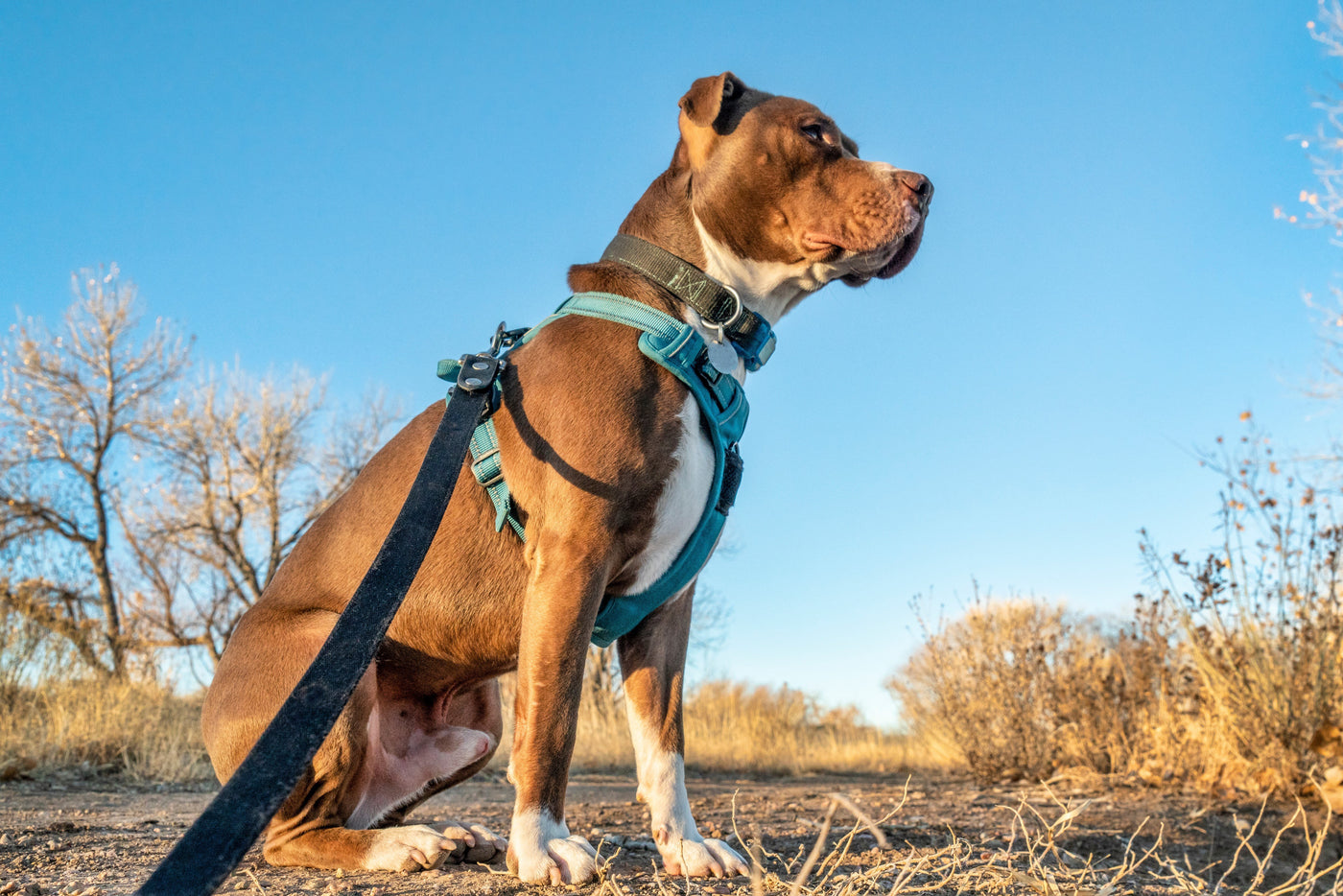 Collars, Leashes & Harnesses Collection | Dog's Love Store.
